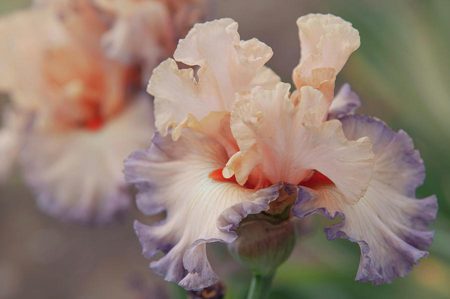 Beauty Of Irises. Parisian Dawn 4 Photograph by Jenny Rainbow