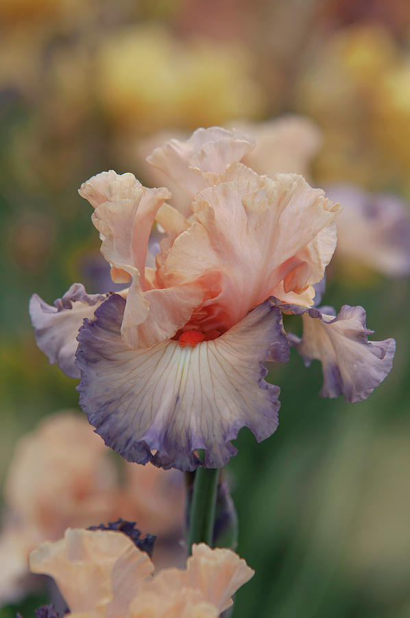 Beauty Of Irises. Parisian Dawn 5 Photograph by Jenny Rainbow