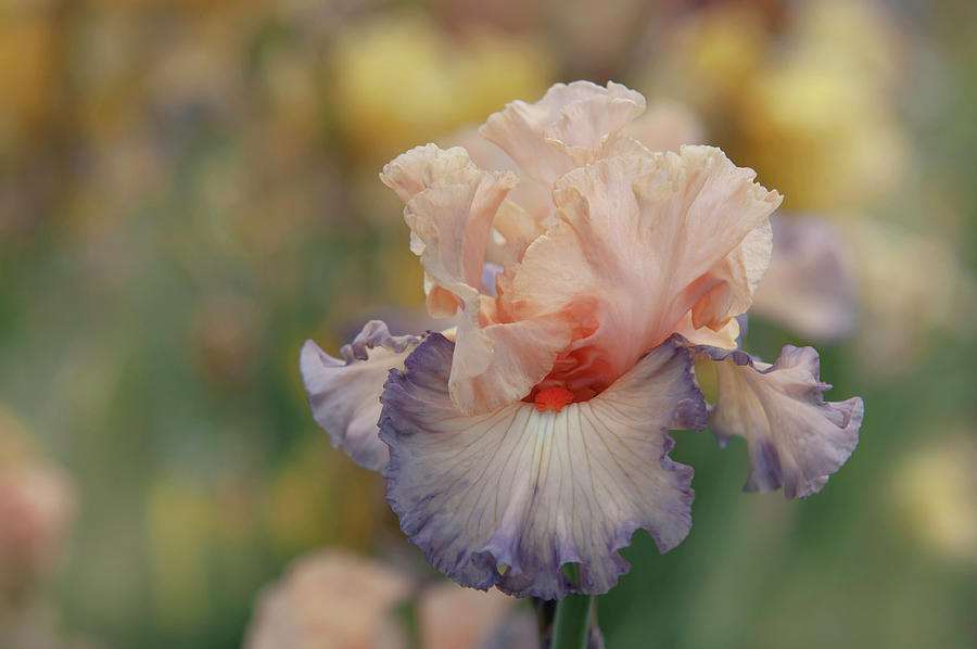 Beauty Of Irises. Parisian Dawn 6 Photograph by Jenny Rainbow