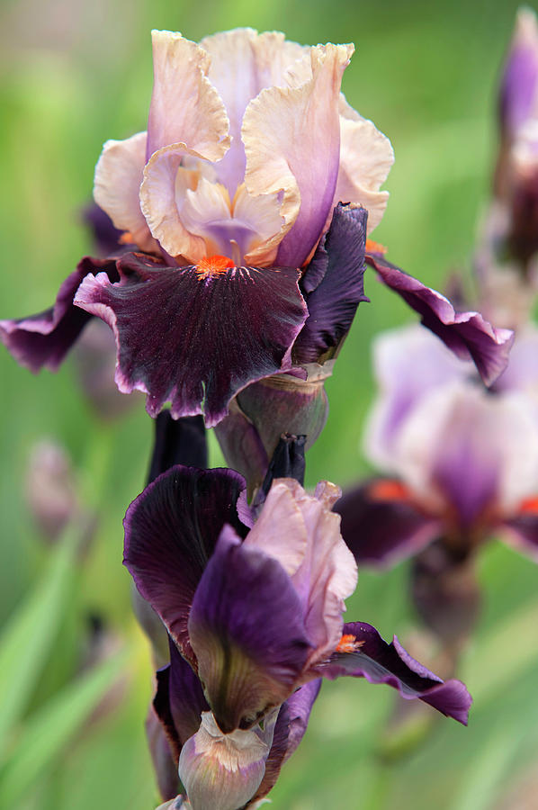 Beauty Of Irises. Pass the Wine Photograph by Jenny Rainbow