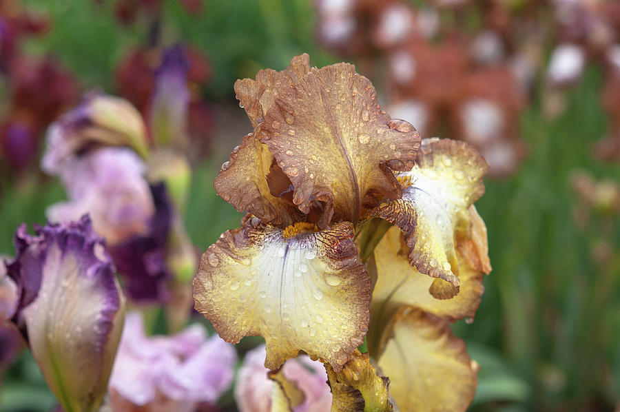 Beauty Of Irises. Patina 1 Photograph by Jenny Rainbow