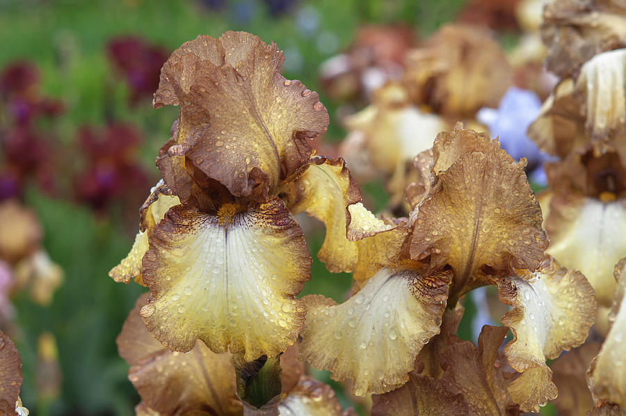 Beauty Of Irises. Patina 2 Photograph