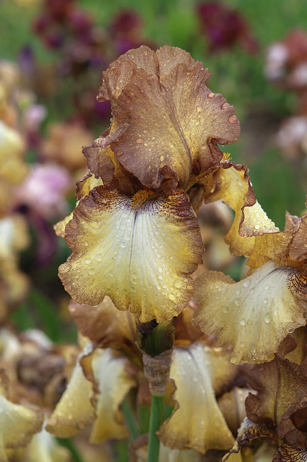 Beauty Of Irises. Patina 4 Photograph by Jenny Rainbow