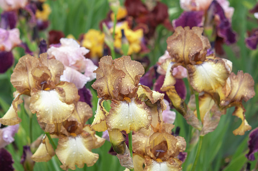 Beauty Of Irises. Patina 5 Photograph
