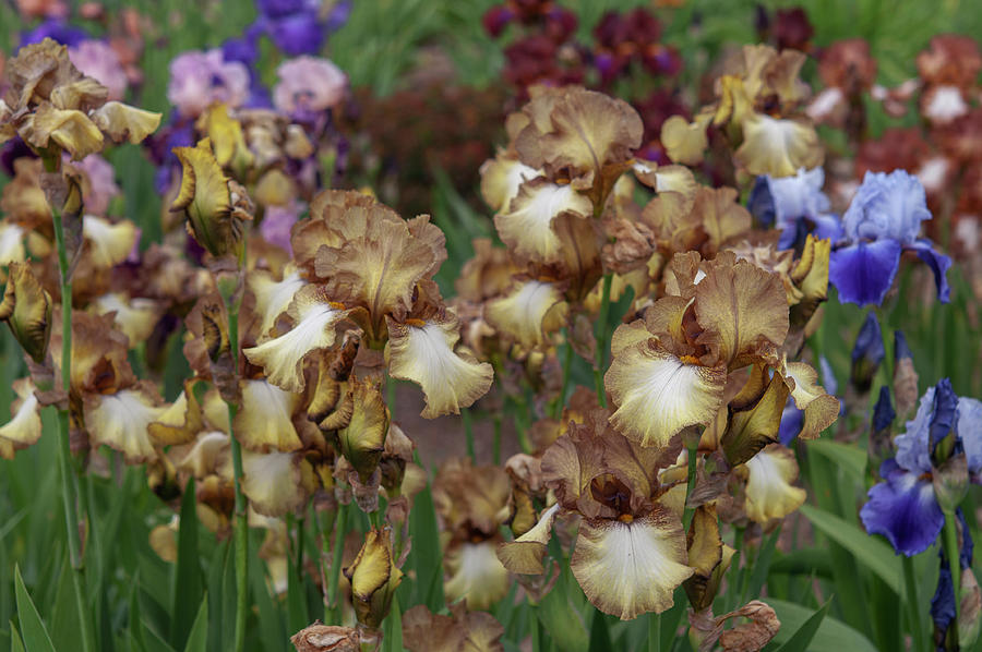 Beauty Of Irises. Patina 6 Photograph by Jenny Rainbow