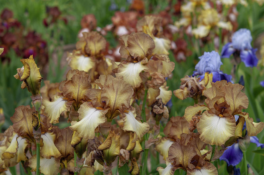 Beauty Of Irises. Patina 7 Photograph by Jenny Rainbow