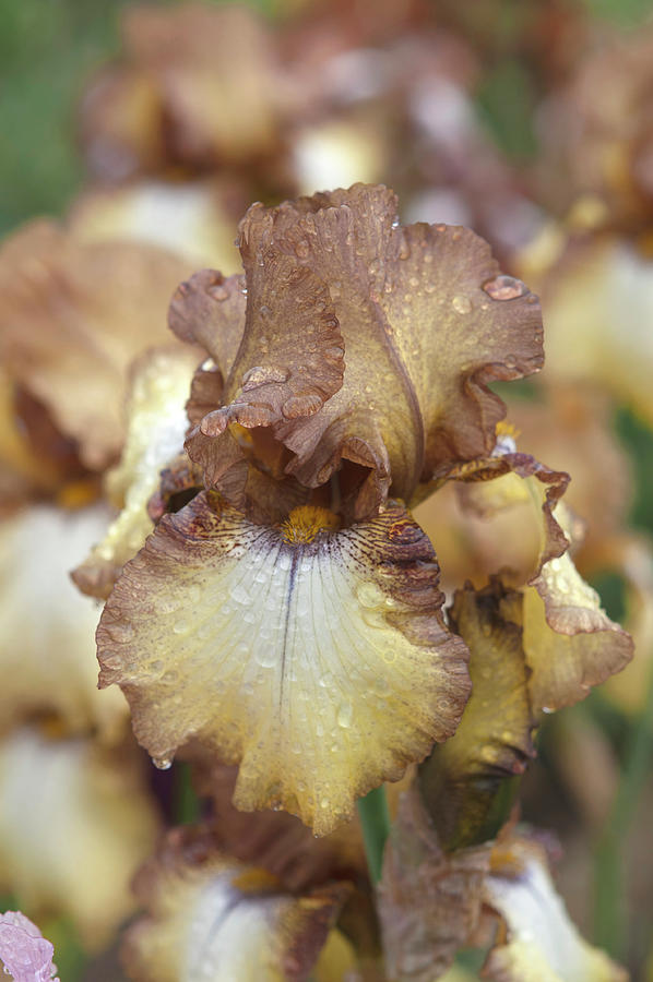 Beauty Of Irises. Patina Photograph by Jenny Rainbow