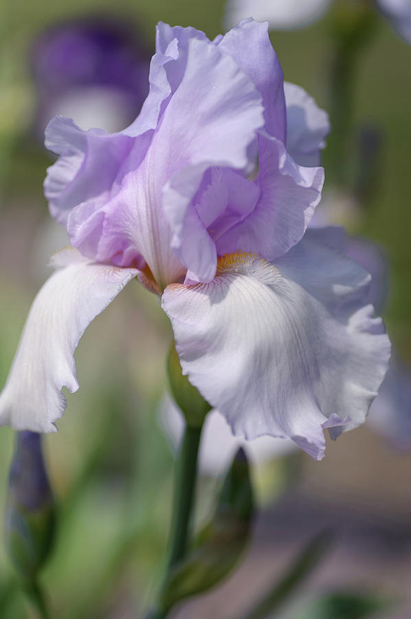 Beauty Of Irises. Pearl Chiffon 1 Photograph by Jenny Rainbow