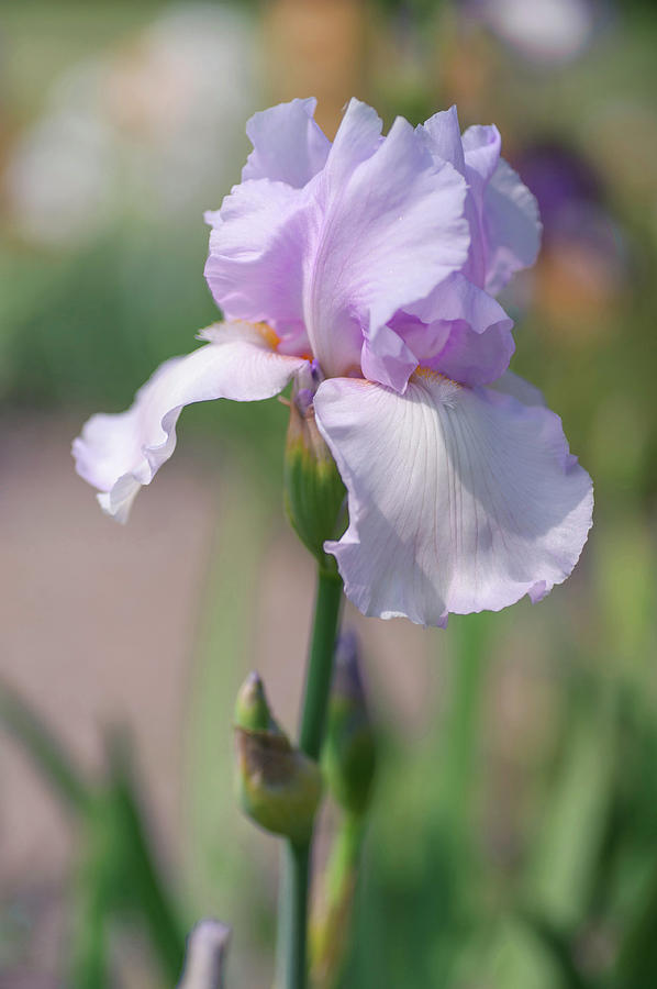 Beauty Of Irises. Pearl Chiffon 2 Photograph by Jenny Rainbow
