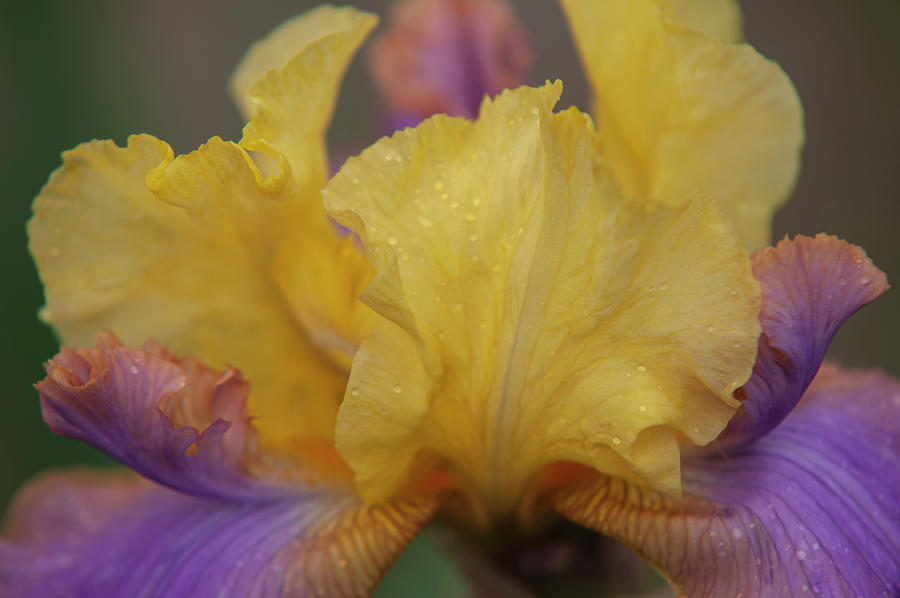Beauty Of Irises - Pegas 1 Photograph by Jenny Rainbow