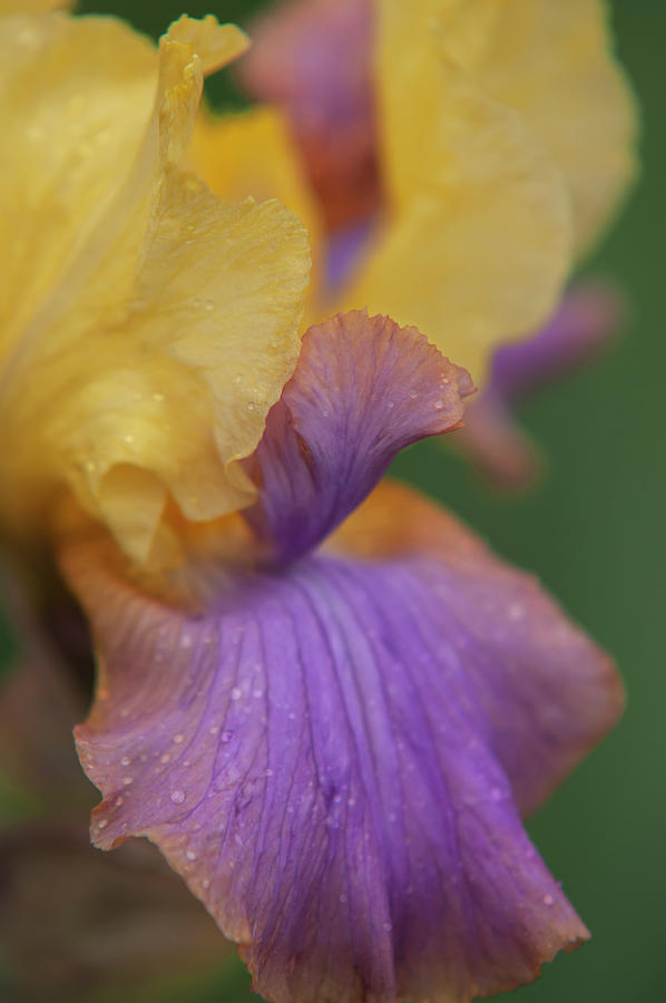 Beauty Of Irises - Pegas 2 Photograph by Jenny Rainbow