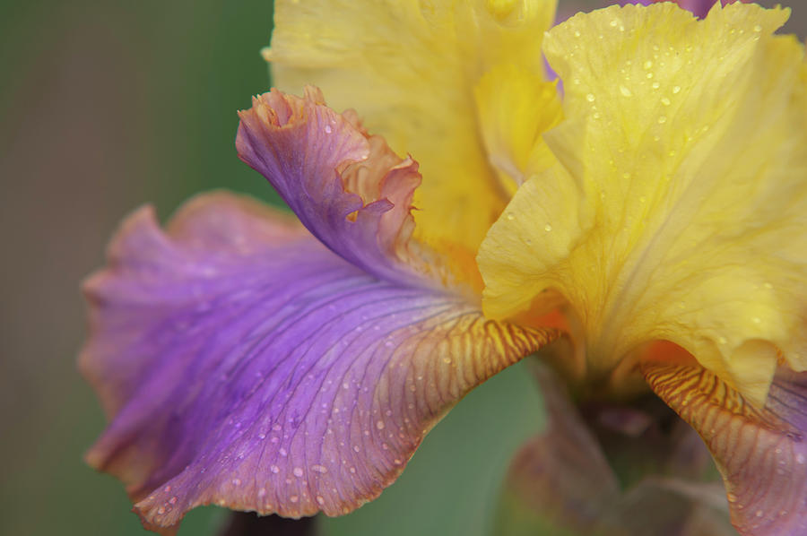 Beauty Of Irises - Pegas Photograph by Jenny Rainbow