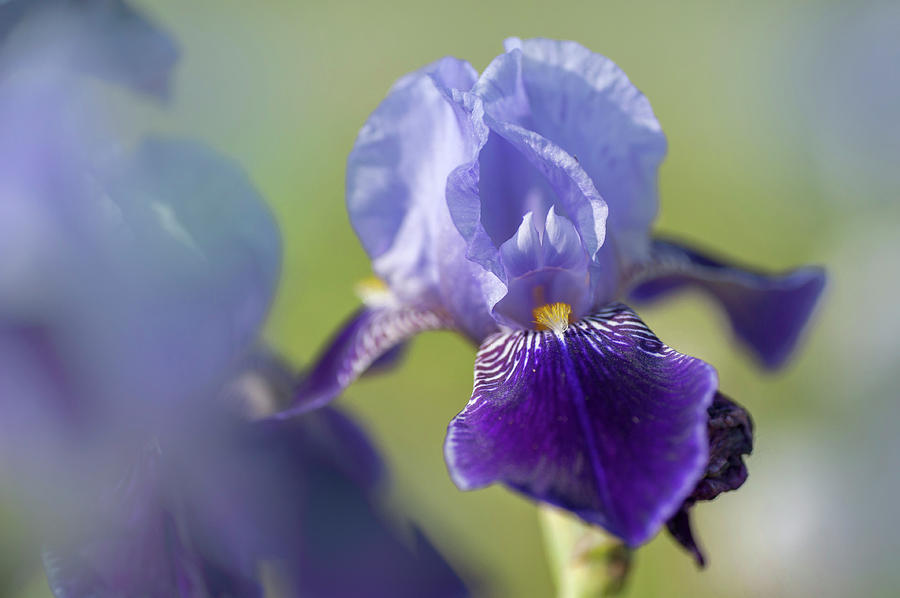 Beauty Of Irises. Perfection 1 Photograph by Jenny Rainbow