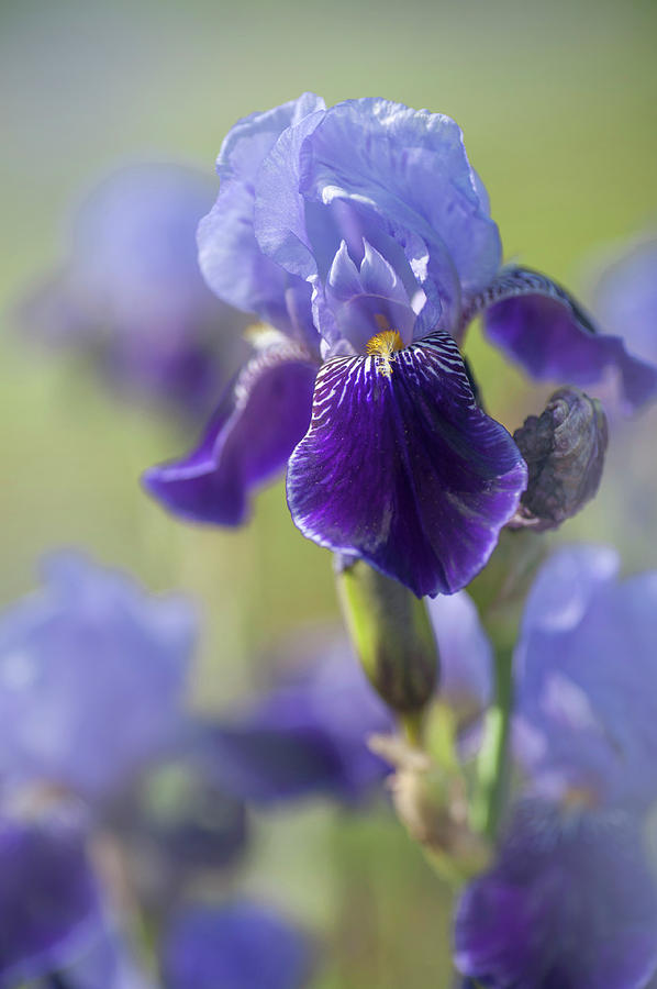 Beauty Of Irises. Perfection Photograph by Jenny Rainbow