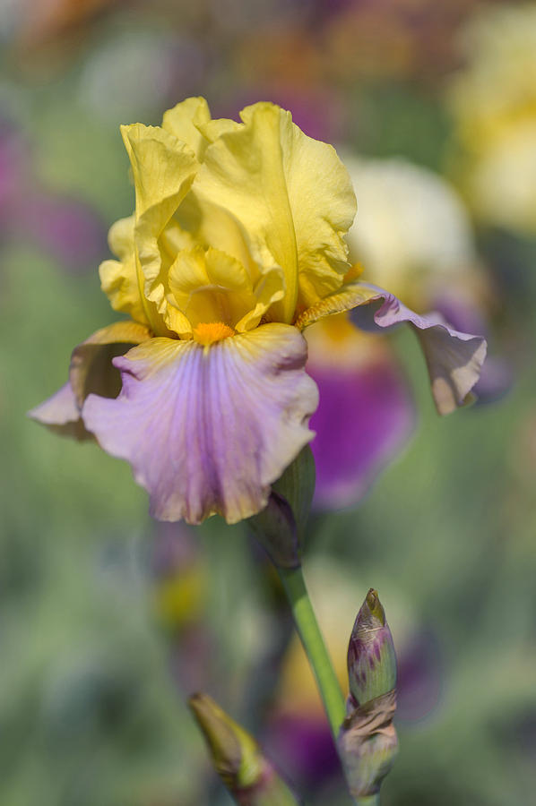 Beauty Of Irises. Pestra Souhra 1 Photograph by Jenny Rainbow