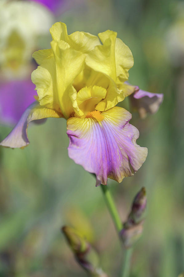 Beauty Of Irises. Pestra Souhra Photograph by Jenny Rainbow