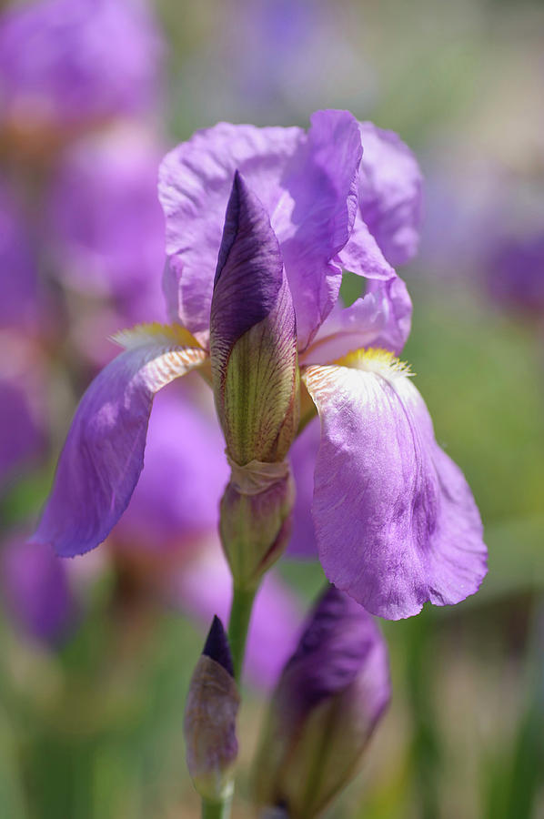 Beauty Of Irises. Pfingstgruss Photograph by Jenny Rainbow