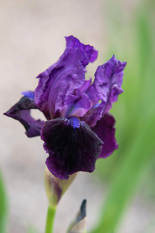 Beauty Of Irises. Piona Photograph by Jenny Rainbow