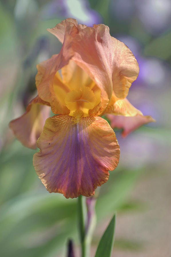 Beauty Of Irises. Pipich 1 Photograph by Jenny Rainbow