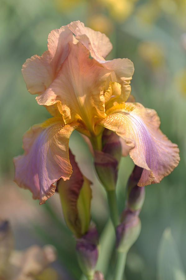 Beauty Of Irises. Pipich Photograph by Jenny Rainbow