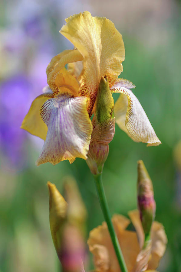 Beauty Of Irises. Placer Maid Photograph by Jenny Rainbow
