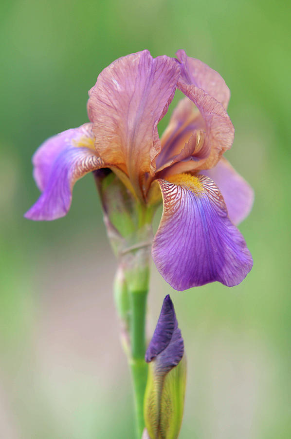 Beauty of Irises. Plumeri 1 Photograph by Jenny Rainbow