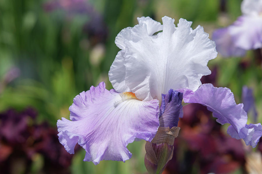 Beauty Of Irises. Polska Jesien Photograph by Jenny Rainbow