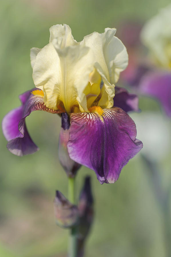 Beauty Of Irises. Povedena Replika 1 Photograph by Jenny Rainbow