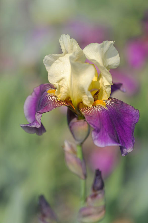 Beauty Of Irises. Povedena Replika Photograph by Jenny Rainbow