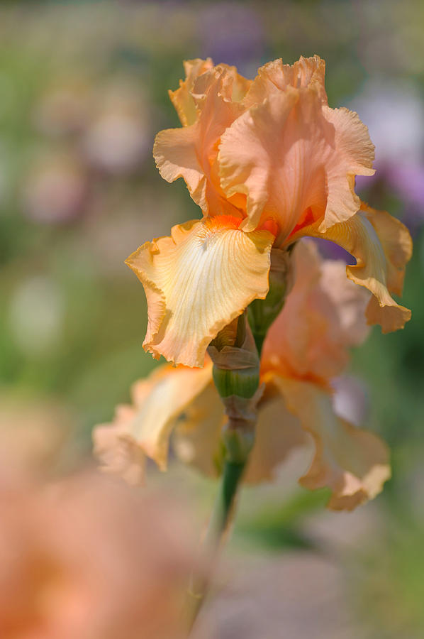 Beauty Of Irises. Powiew Lata 1 Photograph by Jenny Rainbow