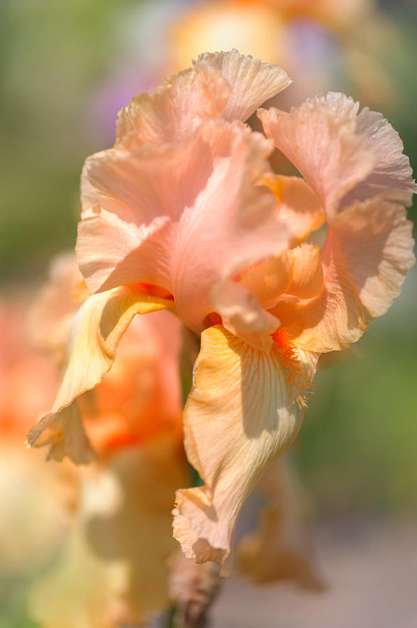 Beauty Of Irises. Powiew Lata Photograph by Jenny Rainbow