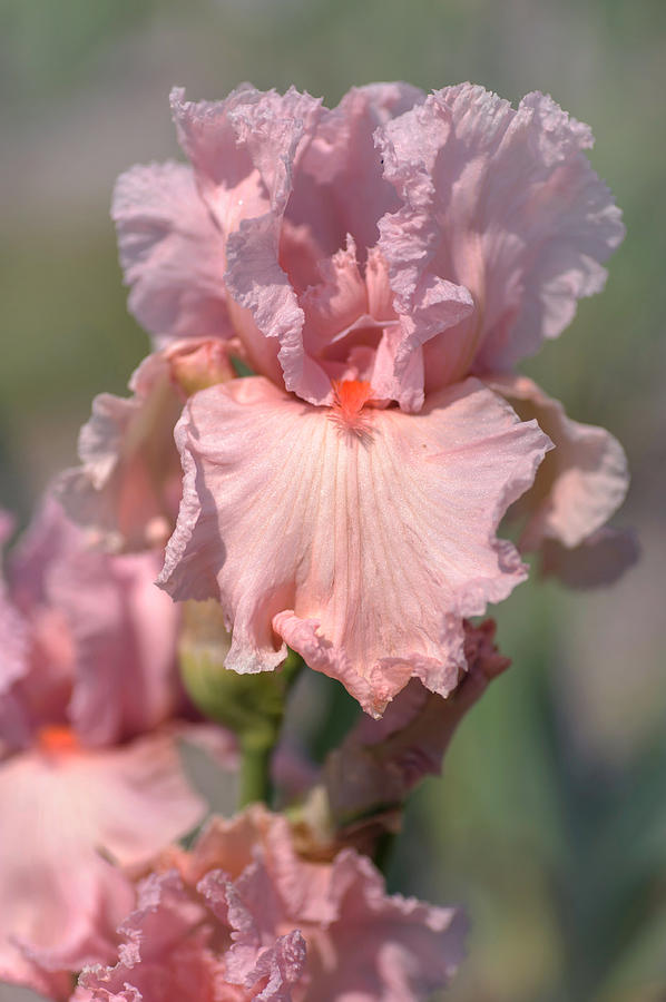 Beauty Of Irises. Presence Photograph by Jenny Rainbow