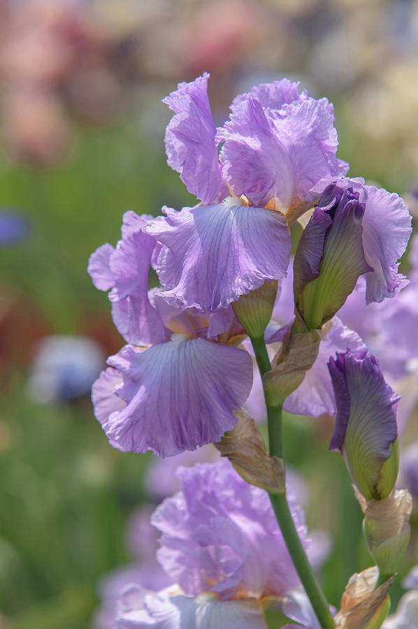 Beauty Of Irises. Priceless Pearl Photograph