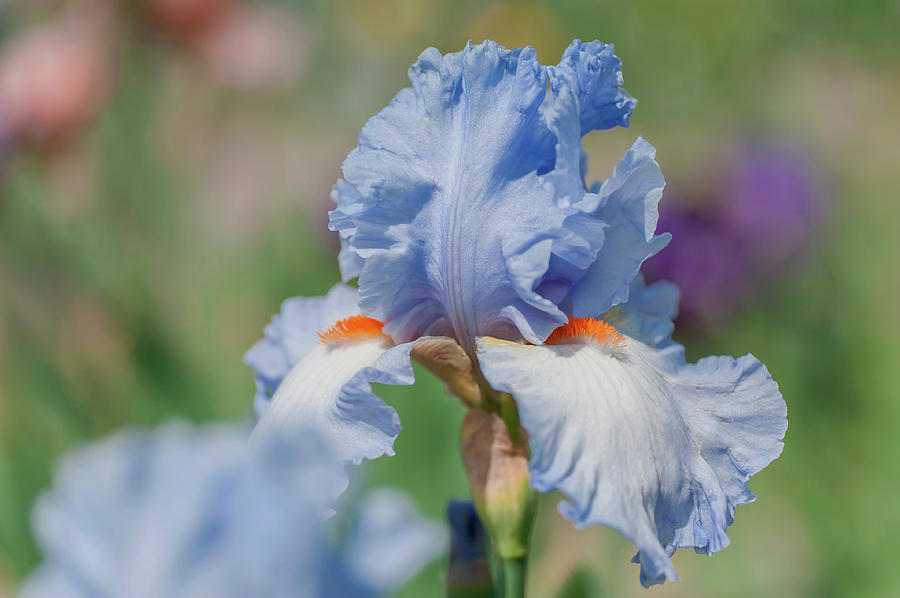 Beauty Of Irises. Princess Caroline de Monaco 1 Photograph by Jenny Rainbow