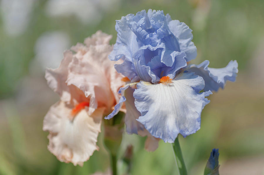 Beauty Of Irises. Princess Caroline de Monaco and Alessandra Photograph by Jenny Rainbow