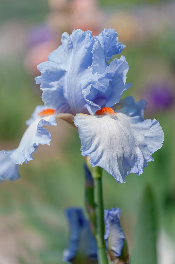Beauty Of Irises. Princess Caroline de Monaco Photograph by Jenny Rainbow
