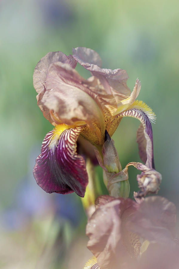 Beauty Of Irises. Prosper Laugier Photograph by Jenny Rainbow