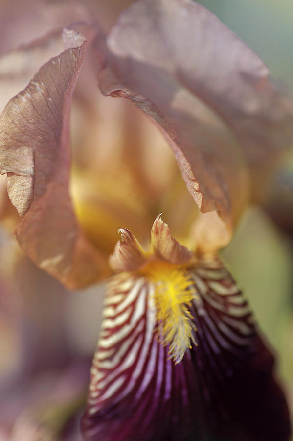 Beauty Of Irises. Prosper Laugier Macro Photograph by Jenny Rainbow