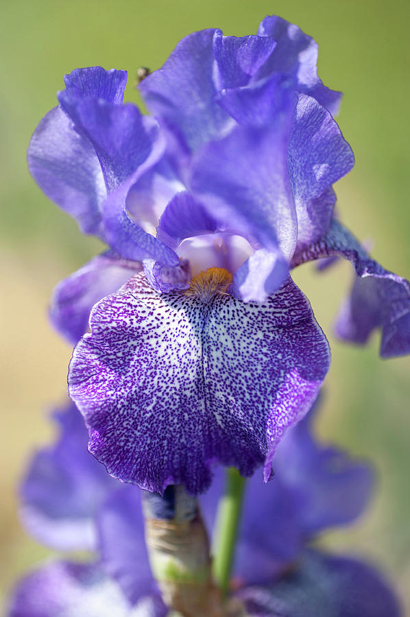 Beauty Of Irises. Purple Pepper Photograph by Jenny Rainbow