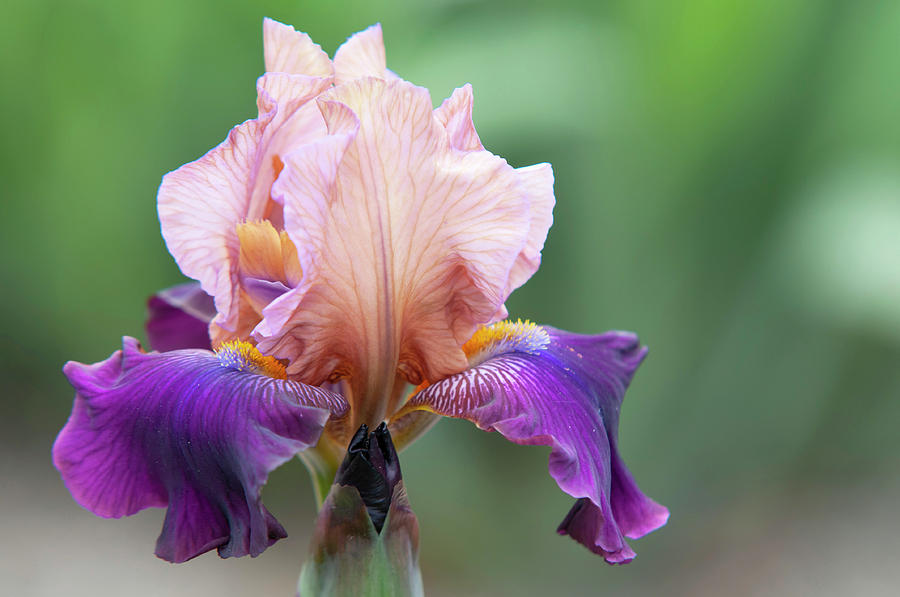 Beauty Of Irises. Quinalt 1 Photograph by Jenny Rainbow