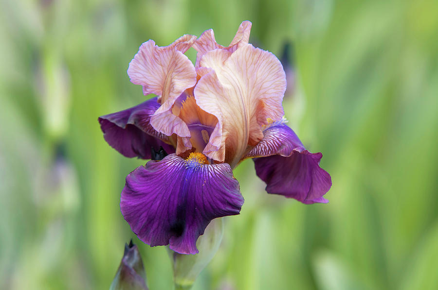 Beauty Of Irises. Quinalt 2 Photograph by Jenny Rainbow