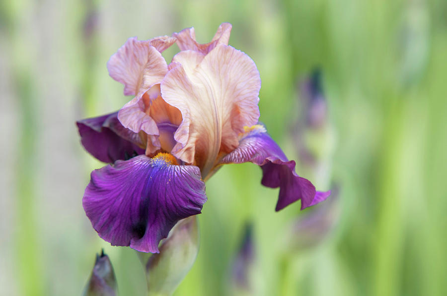 Beauty Of Irises. Quinalt 3 Photograph by Jenny Rainbow