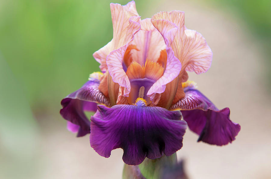 Beauty Of Irises. Quinalt Photograph by Jenny Rainbow