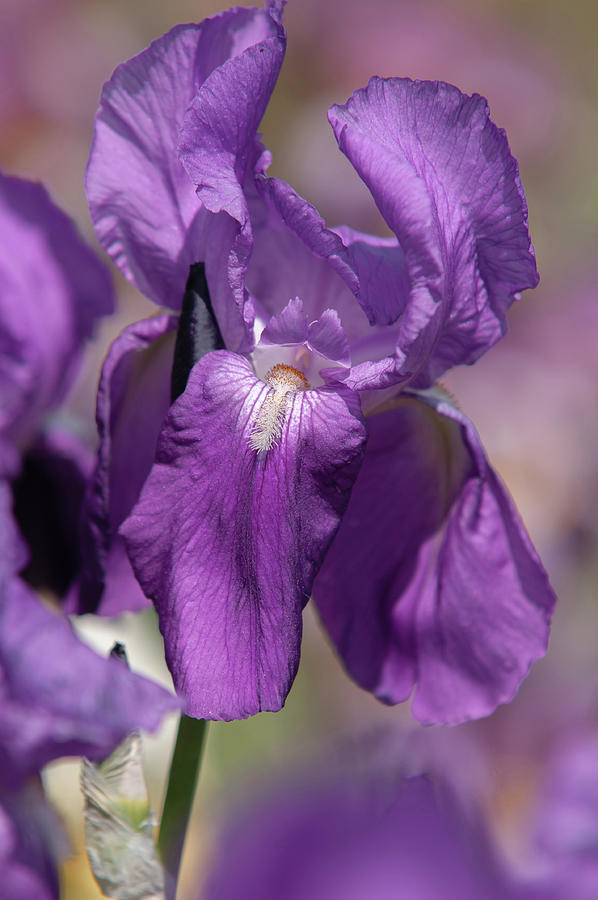 Beauty Of Irises - Rapsodie Photograph by Jenny Rainbow