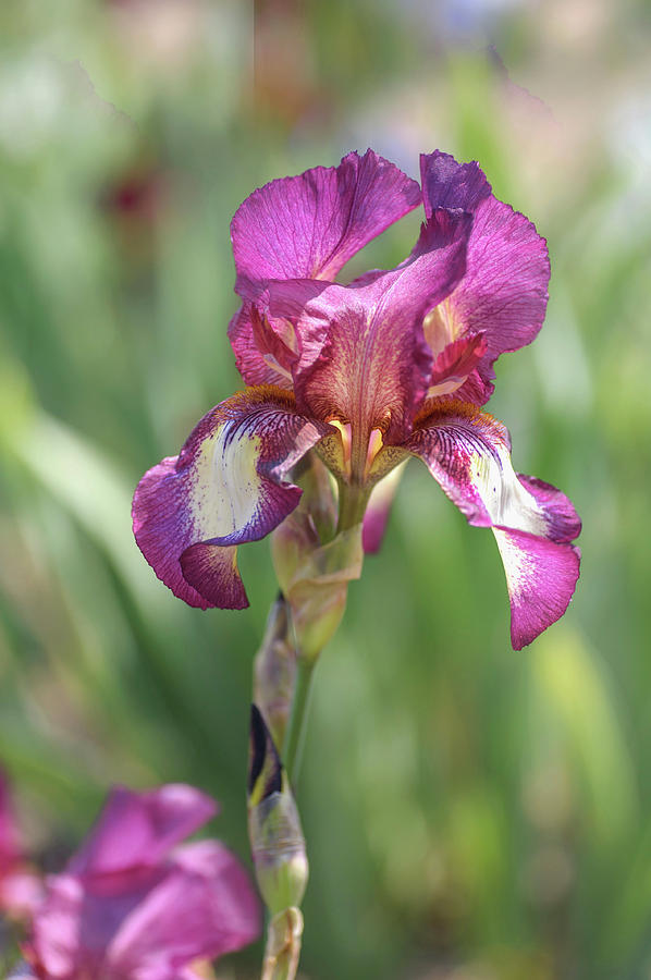 Beauty Of Irises. Raspberry Ribbon 1 Photograph by Jenny Rainbow