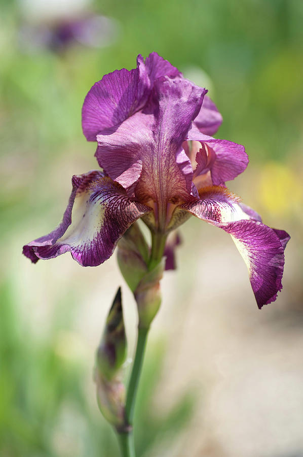 Beauty Of Irises. Raspberry Ribbon Photograph by Jenny Rainbow