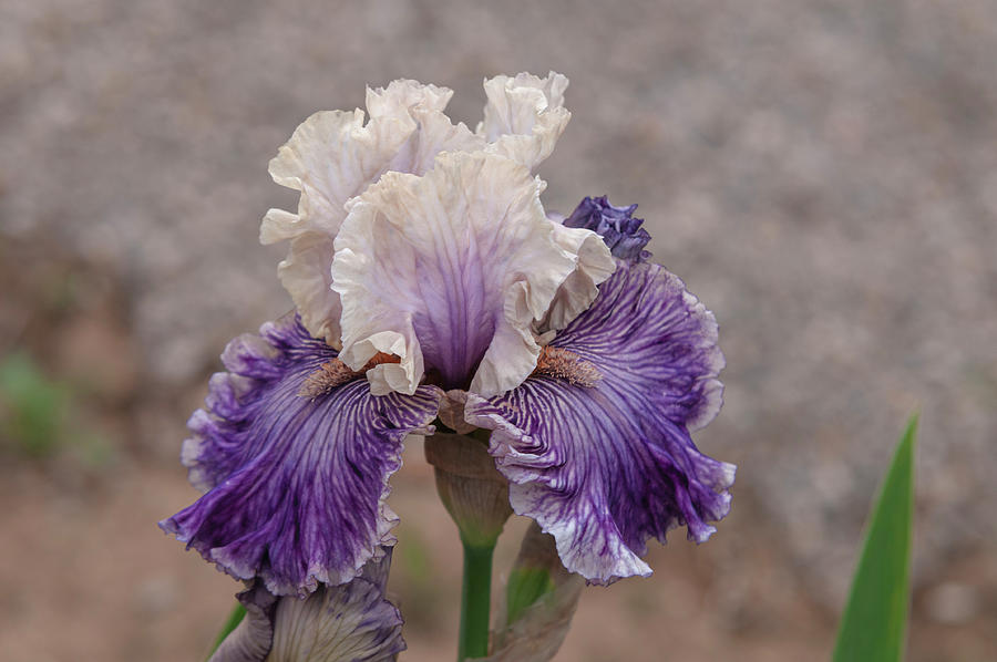 Spring Photograph - Beauty Of Irises - Reckless in Denim 1 by Jenny Rainbow