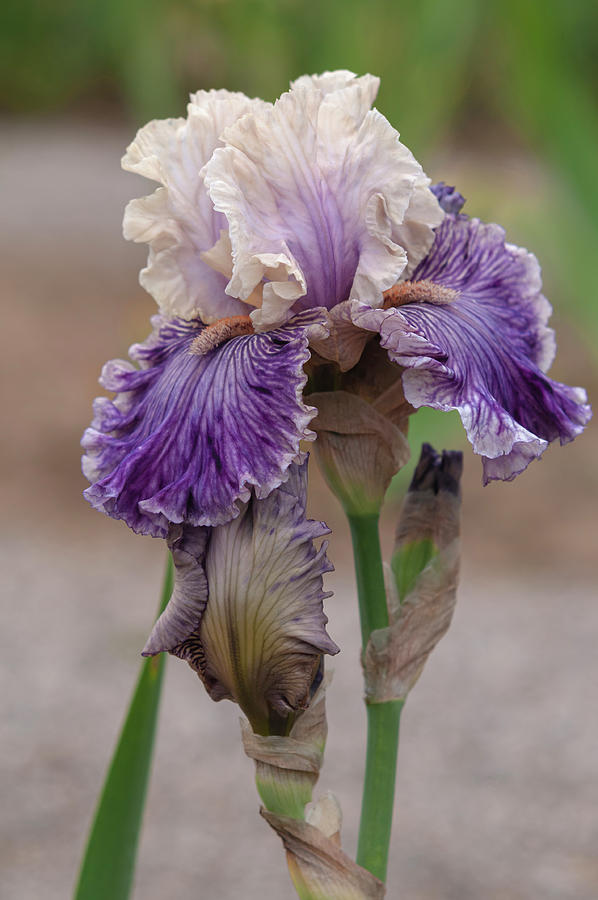 Beauty Of Irises - Reckless in Denim Photograph by Jenny Rainbow