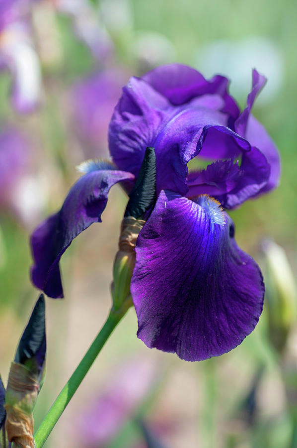 Beauty Of Irises. Right Royal Photograph by Jenny Rainbow