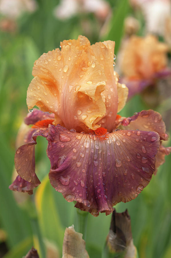 Beauty Of Irises. Rio 1 Photograph by Jenny Rainbow